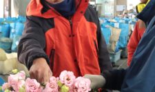 トルコギキョウ本番へ　ＪＡ菊池