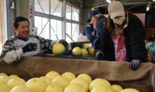 世界一大きいかんきつ「晩白柚」　豪雨被害乗り越え出荷　ＪＡやつしろ　