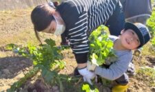 親子でダイコン収穫体験　ＪＡあまくさ