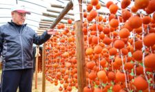 ハウス干し柿出荷ピーク　ＪＡ熊本うき