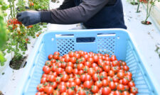 ミニトマト「恋べに」出荷本格化　ＪＡ熊本うき