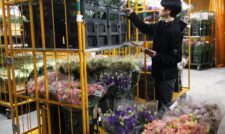 花き出荷順調　ＪＡやつしろ
