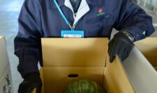 美里カボチャ出荷ピーク　ＪＡ熊本うき