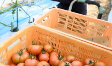 くまもと塩トマト「夢ロマン」出荷本格化　ＪＡ熊本うき