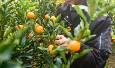 ハウスキンカン出荷始まる　ＪＡ熊本うき