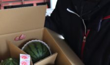 小玉スイカ出荷スタート　ＪＡ熊本市