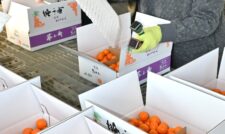 ハウスキンカン「夢小町」出荷最盛期　ＪＡ鹿本