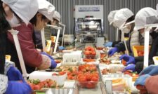 イチゴ出荷本格化　ＪＡくま