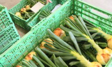 「葉付きサラたまちゃん」出荷スタート　ＪＡあしきた