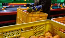 露地デコポン出荷開始　ＪＡ熊本うき