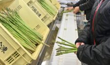 アスパラガス「春芽」出番　ＪＡ鹿本