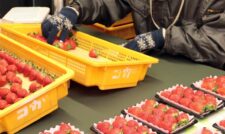３種のイチゴ出荷順調　ＪＡ菊池