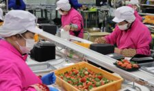 イチゴ出荷順調　ＪＡやつしろ