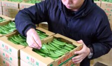 スナップエンドウ出荷ピーク　ＪＡ熊本うき