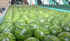 春夏大玉スイカ出荷始まる　ＪＡ鹿本