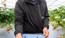 イチゴ出荷ピーク　ＪＡ熊本うき