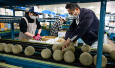 春メロン初出荷　ＪＡ熊本うき