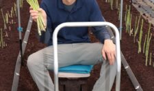 アスパラガス初収獲に喜び　ＪＡ菊池