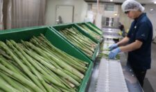 春芽アスパラガス出荷始まる　ＪＡ菊池