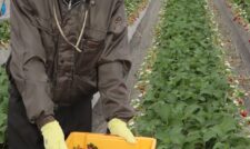 ３種のイチゴ出荷最盛　ＪＡ菊池