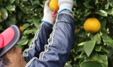 ジューシーオレンジ収穫スタート　ＪＡ本渡五和