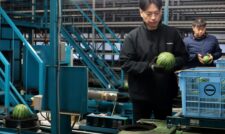 小玉スイカ出荷始まる　ＪＡ菊池